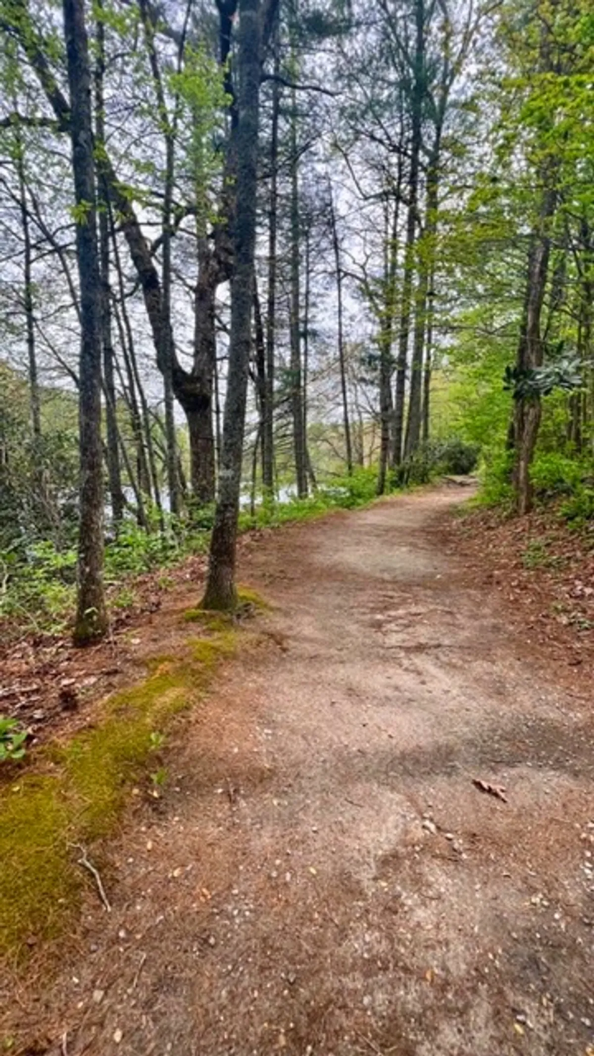 A winding path meanders through dense, lush greenery, shaded by tall trees. The serene forest setting hints at exploration and immersion in nature—perfect for hiking, nature walks, and discovering the beauty of the area.